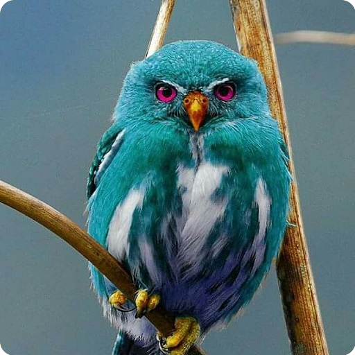 70-Birds Sounds and Ringtones