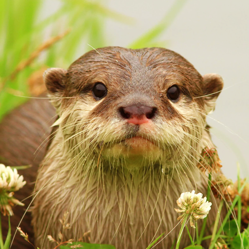 The Otter