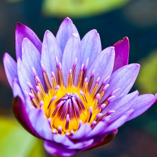 Water Lilies Flower Wallpaper