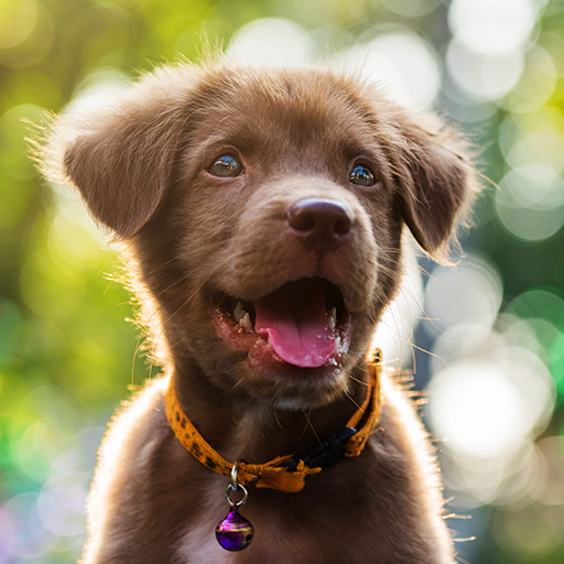 Yavru Köpek Canlı Duvar Kağıdı