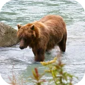 Bear 4K Video Live Wallpaper