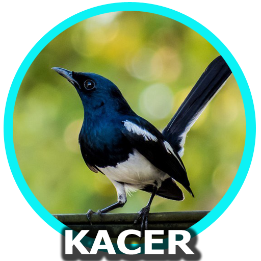 Suara Burung Kacer Mp3