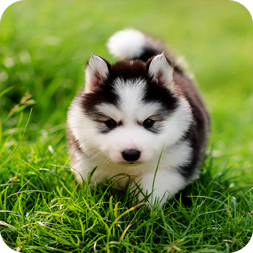 Husky Puppy Wallpapers