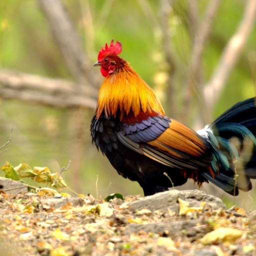 เสียงไก่ป่าขันต่อ