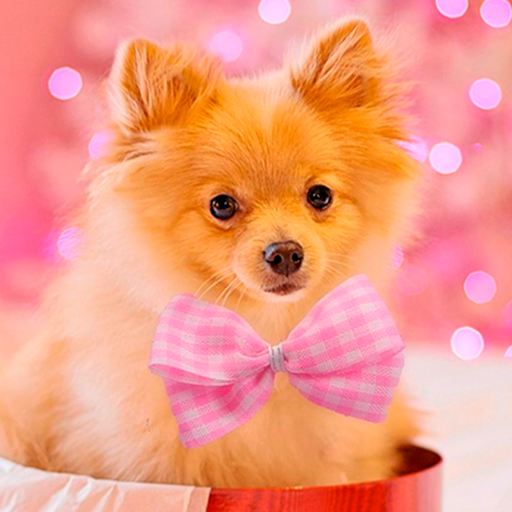 Cute Wallpapers