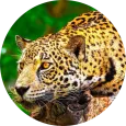 Deep into The Wild HD