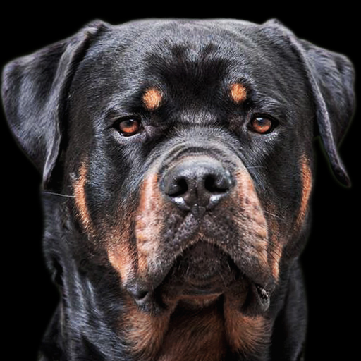 rottweiler wallpaper