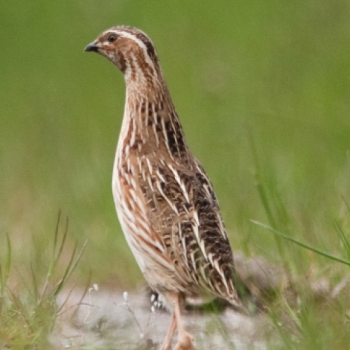 Quail bird calls