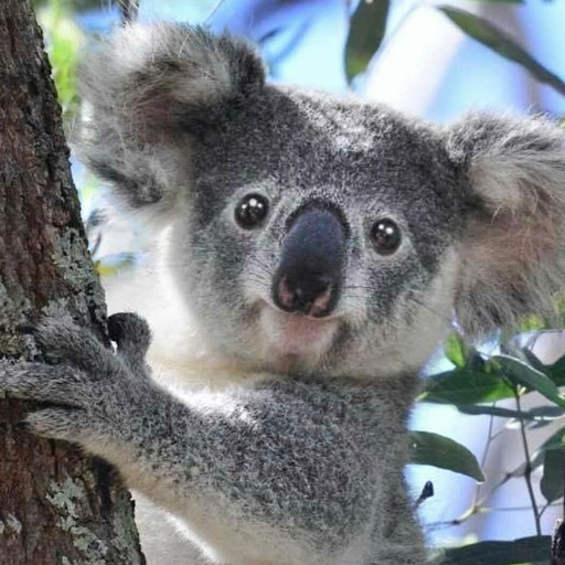 Berbicara Koala Beruang