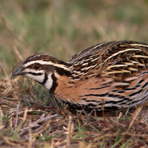 Rain quail bird calls