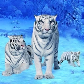 White Tiger Family Simulation