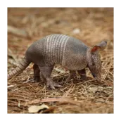 Armadillo