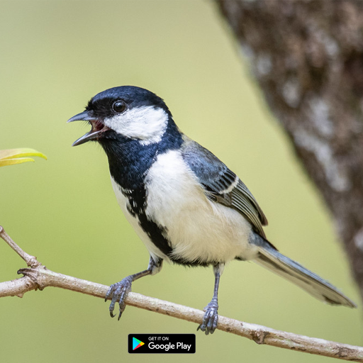 suara pikat burung gelatik mp3