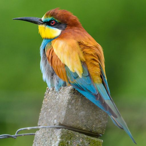 Merops apiaster