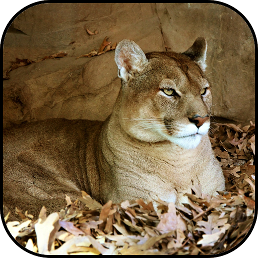 Cougar wallpapers