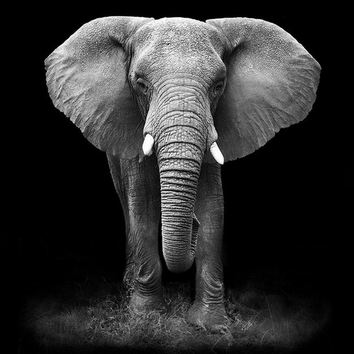 Wallpaper Gajah