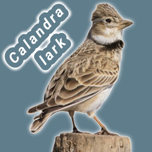 calandra lark calls