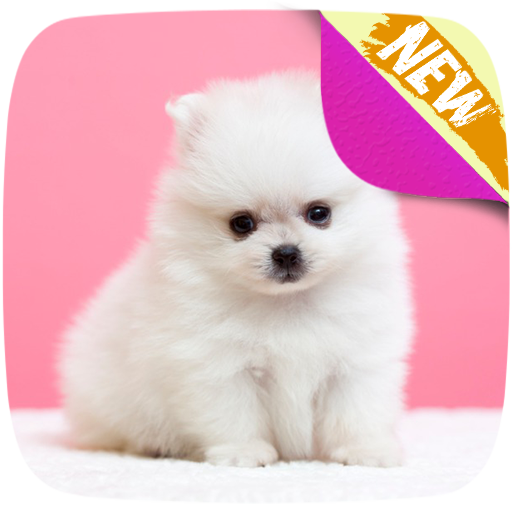 Cute Pomeranian Wallpapers