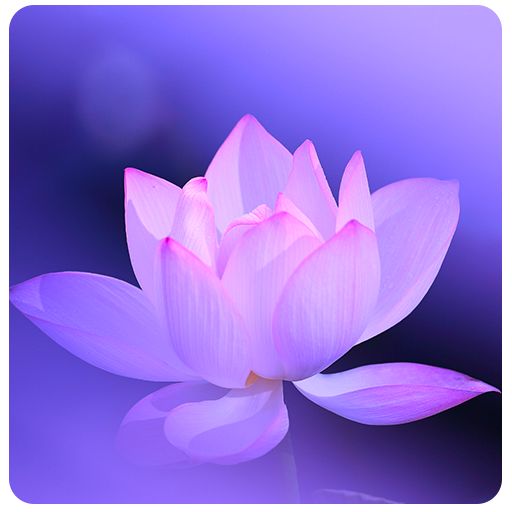 Lotus Flower Live Wallpaper