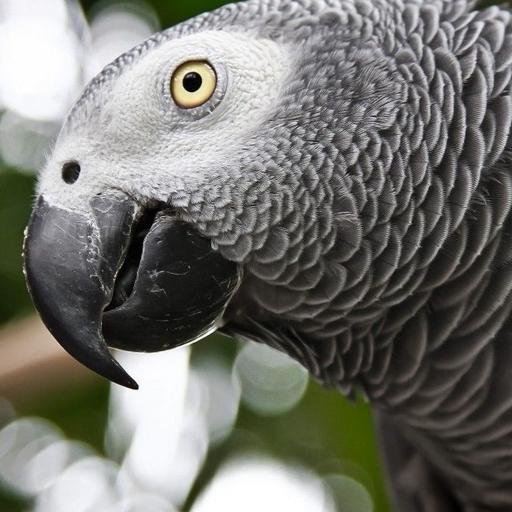 African Gray Parrot Wallpapers