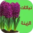 نباتات الزينة