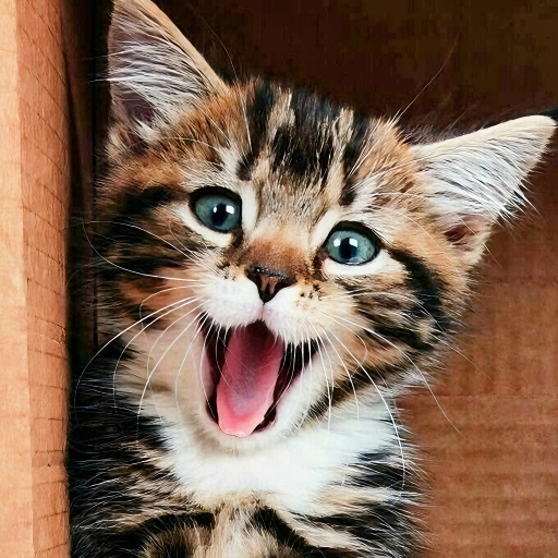 Kitten & Cute Cat Wallpaper HD