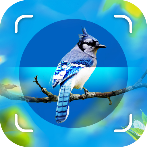 Bird Identifier - Picture Bird