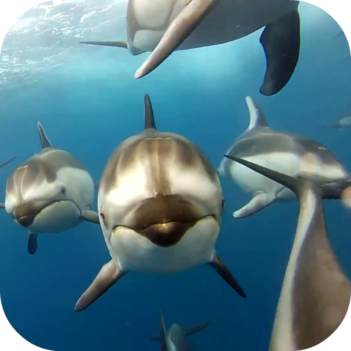 Dolphins Live Wallpaper