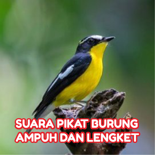 Suara Pikat Burung Kecil Mp3