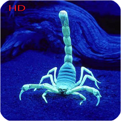 Scorpion Hd Wallpaper