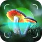 Mushroom Identifier - Picture Mushroom