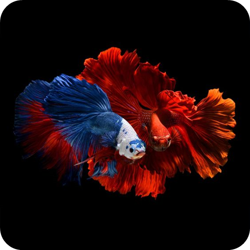 Betta Fish Live Wallpaper