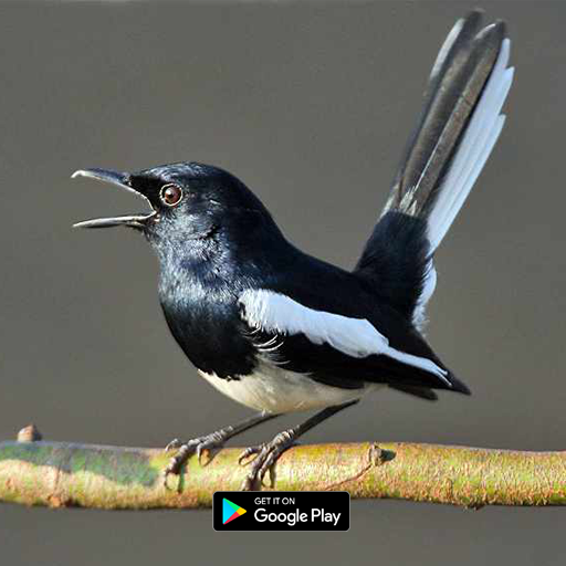 suara pikat burung kacer