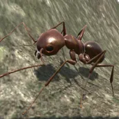 Ant Simulation 3D - Insect Sur