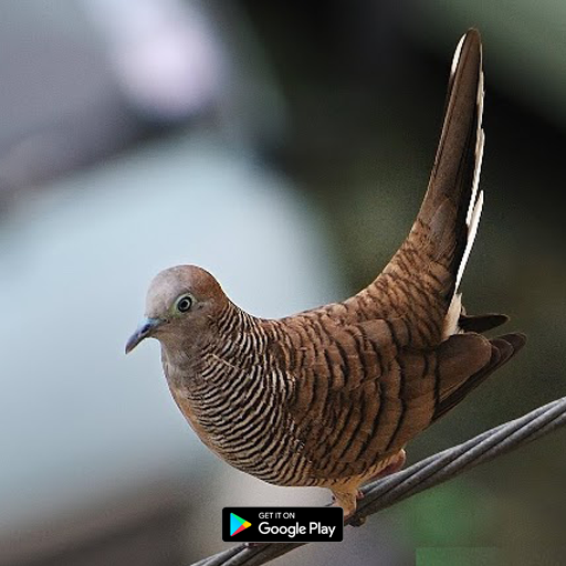 suara pikat burung perkutut