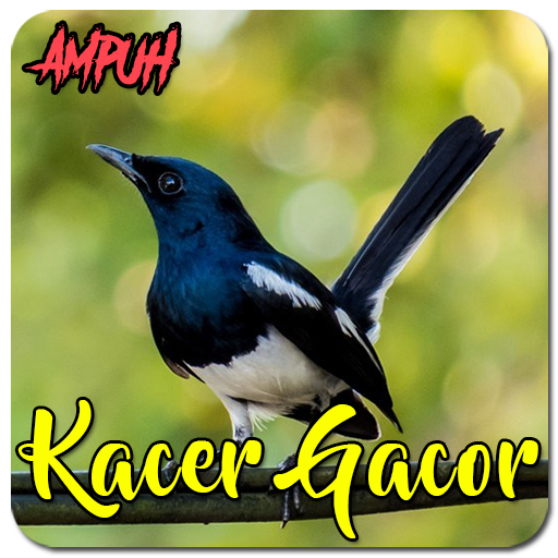 Suara Burung Kacer Gacor Ampuh
