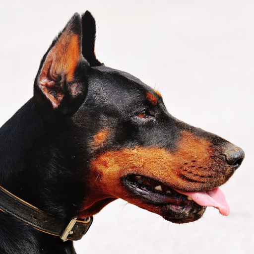 Papéi parede Doberman Pinscher