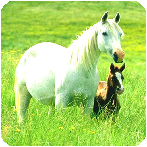 Caballos fondos de pantalla