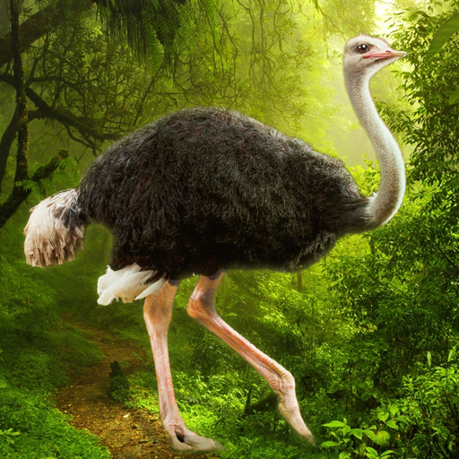 The Ostrich