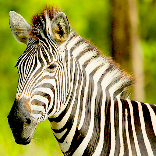 Real Zebra : Zebra Games