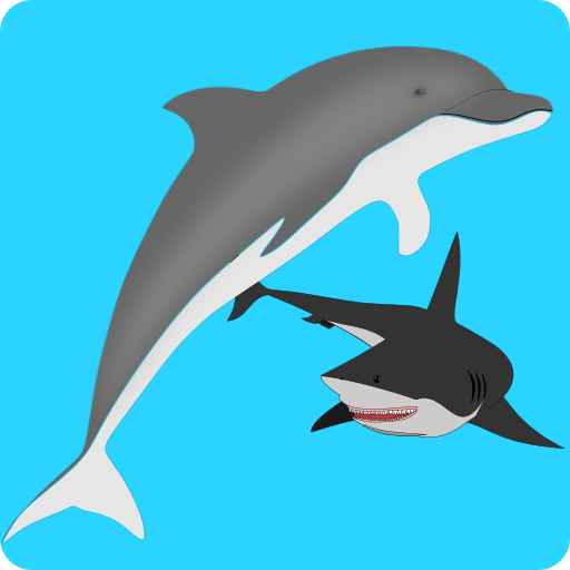 Dolphin Adventure