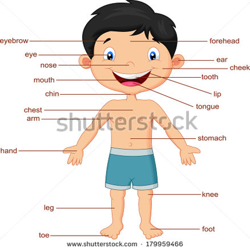 Body parts english for kids