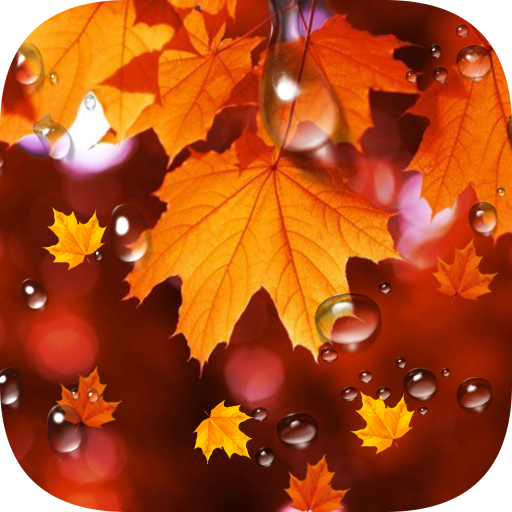 Maple Leaf Droplets Wallpaper