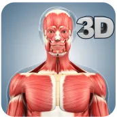 Muscle Anatomy Pro.