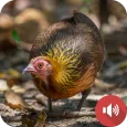 Red Junglefowl Female Sounds
