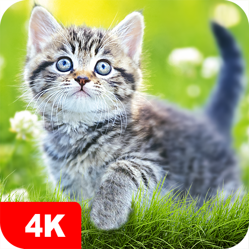 Papéis de parede com gatos 4K