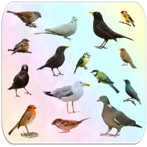 Birds Encyclopedia