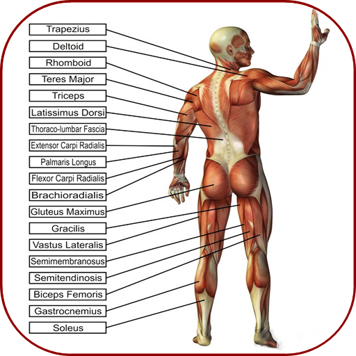 İnsan anatomisi. İnsan vücudun