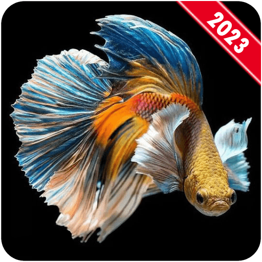 Betta Fish Wallpaper