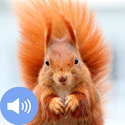 Download Squirrel Sounds and Wallpapers android on PC